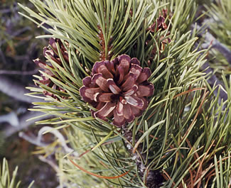 lodgepole pine cone
